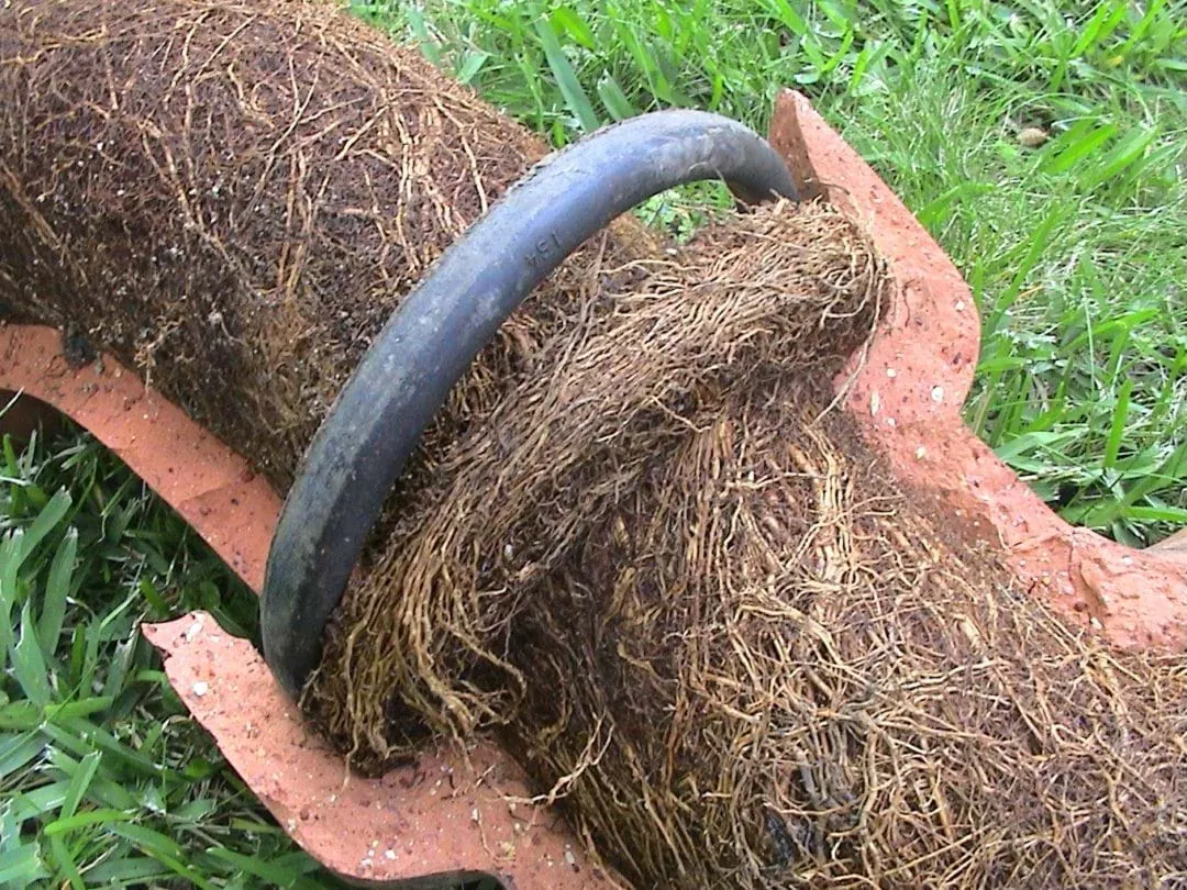 A broken clay drain pipe packed solid with a mat of tree roots